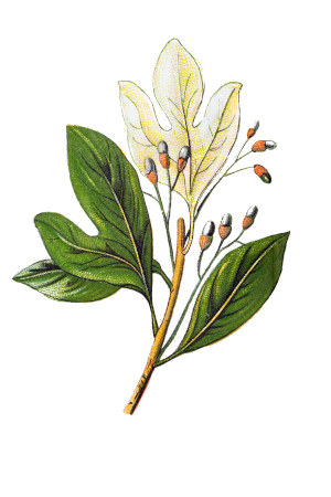Sassafras Diagram